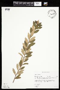 Spiraea tomentosa image