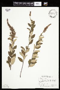 Spiraea tomentosa image