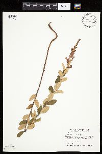 Spiraea tomentosa image