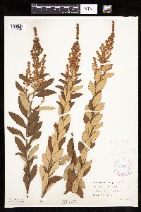 Spiraea tomentosa image