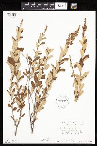 Spiraea tomentosa image