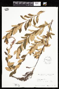 Spiraea tomentosa image