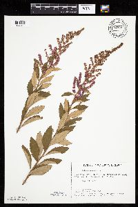 Spiraea tomentosa image