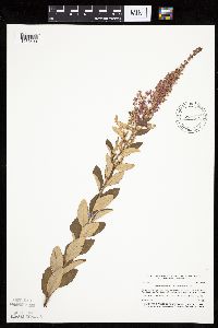 Spiraea tomentosa image