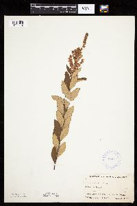 Spiraea tomentosa image