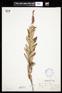 Spiraea tomentosa image