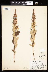 Spiraea tomentosa image