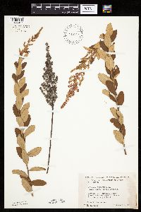 Spiraea tomentosa image