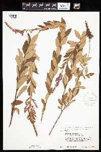 Spiraea tomentosa image