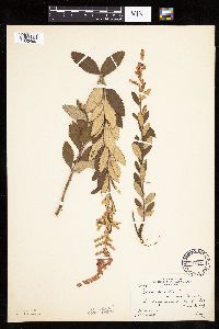 Spiraea tomentosa image