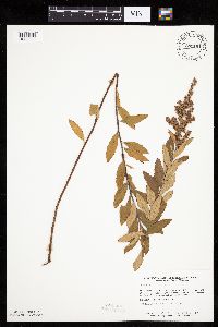 Spiraea tomentosa image