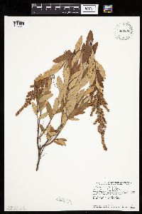 Spiraea tomentosa image