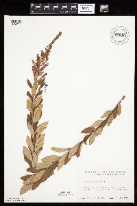 Spiraea tomentosa image