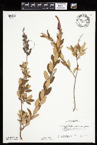 Spiraea tomentosa image