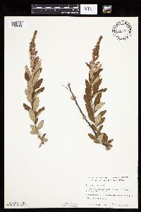 Spiraea tomentosa image