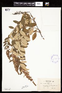 Spiraea tomentosa image