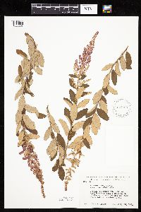 Spiraea tomentosa image
