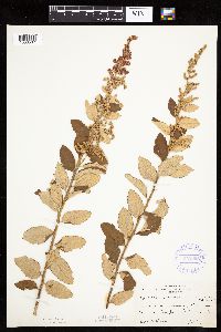 Spiraea tomentosa image