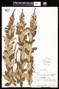 Spiraea tomentosa image