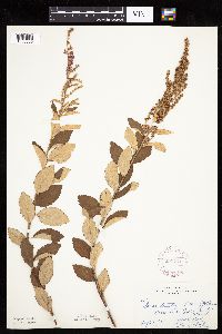 Spiraea tomentosa image