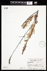 Spiraea tomentosa image