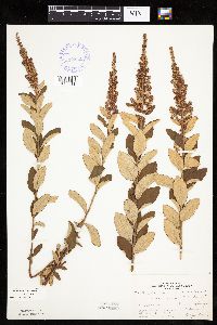 Spiraea tomentosa image