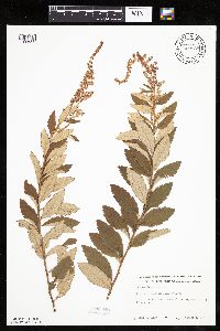 Spiraea tomentosa image