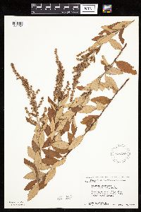 Spiraea tomentosa image