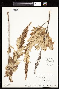 Spiraea tomentosa image