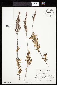 Spiraea tomentosa image