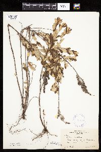 Spiraea tomentosa image