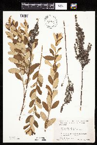 Spiraea tomentosa image