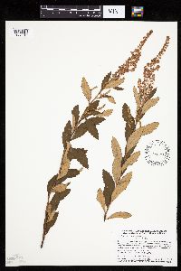 Spiraea tomentosa image