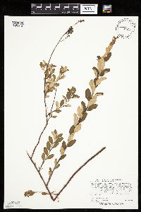 Spiraea tomentosa image