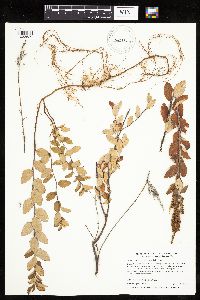 Spiraea tomentosa image