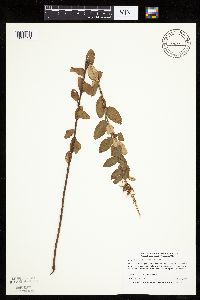 Spiraea tomentosa image