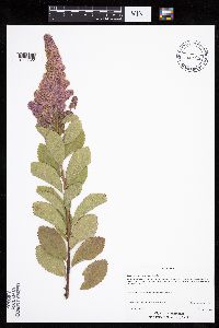 Spiraea tomentosa image