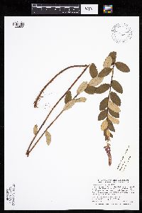 Spiraea tomentosa image