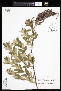 Spiraea tomentosa image