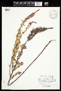 Spiraea tomentosa image