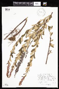 Spiraea tomentosa image