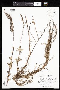 Spiraea tomentosa image