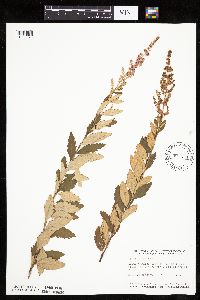 Spiraea tomentosa image