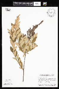 Spiraea tomentosa image