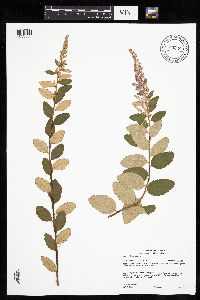 Spiraea tomentosa image