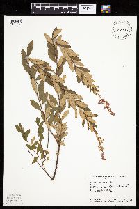 Spiraea tomentosa image