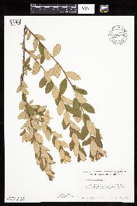 Spiraea tomentosa image