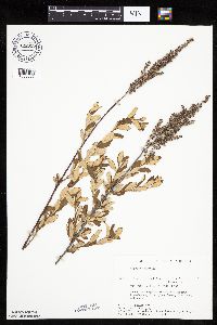 Spiraea tomentosa image