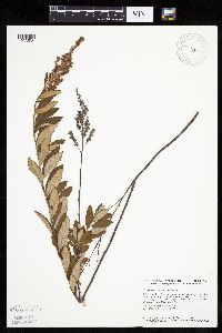 Spiraea tomentosa image