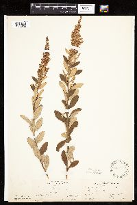 Spiraea tomentosa image